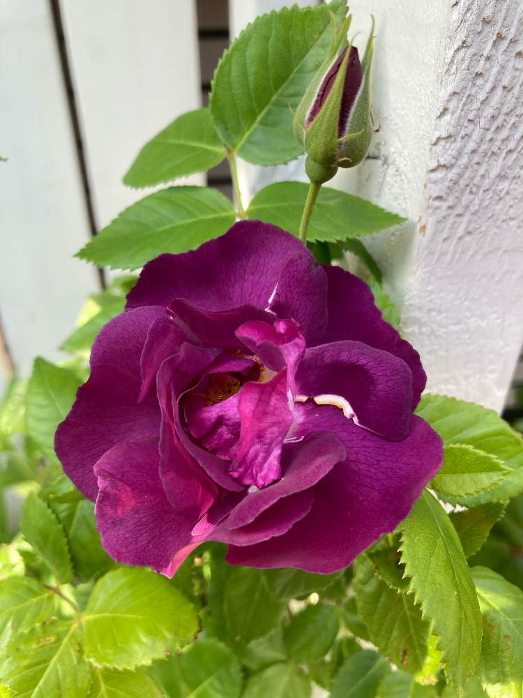 小さな庭の画像 by ももさん | 小さな庭とラプソディ・イン・ブルーと薔薇が咲いたと札幌は晴天と爽やか季節、到来と花のある暮らしと北海道