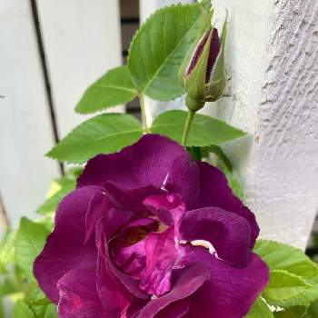 ラプソディ・イン・ブルーの画像 by ももさん | 小さな庭とラプソディ・イン・ブルーと薔薇が咲いたと札幌は晴天と爽やか季節、到来と花のある暮らしと北海道