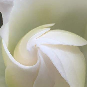 良い匂いの画像 by まあみさん | バルコニー/ベランダとクチナシと良い匂いと金曜日の蕾たちと三大香木とアカネ科と綺麗と白いお花と可愛いと優しい色