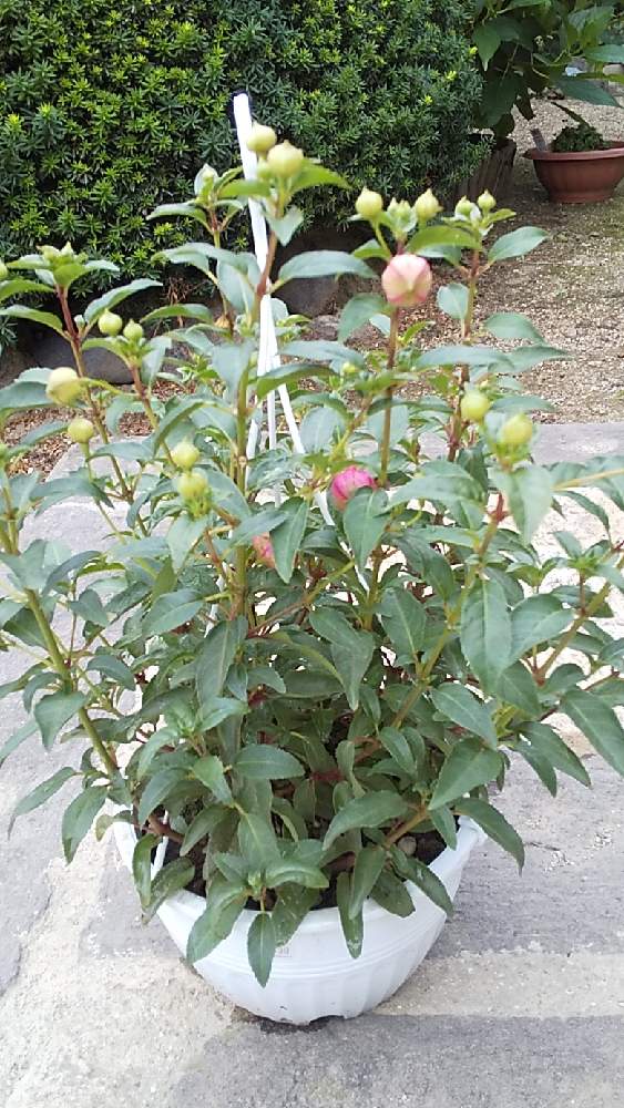 フクシアの投稿画像 By ニャンピーさん キャラ木と鉢植えと和風の庭と緑の庭 21月6月11日 Greensnap グリーンスナップ