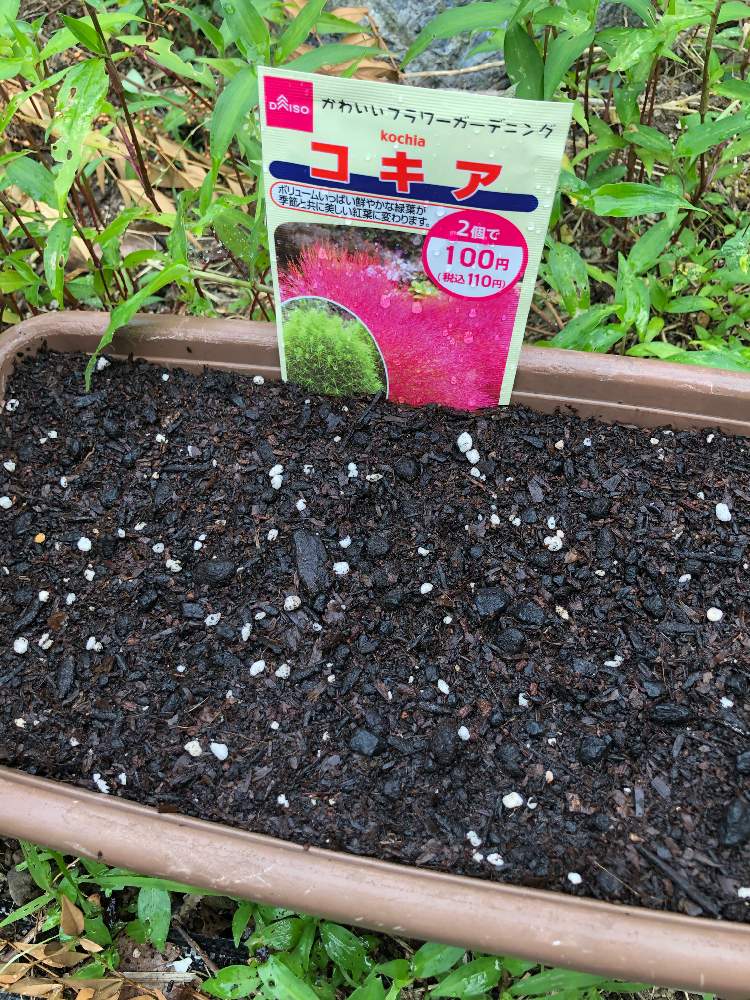 ヒユ科ホウキギ属コキア Greensnap グリーンスナップ