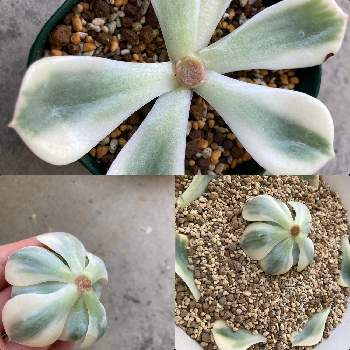 高額多肉の投稿画像一覧 Greensnap グリーンスナップ