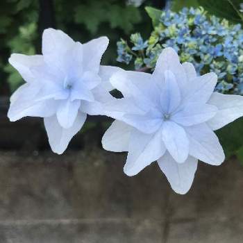 紫陽花すみだの花火の投稿画像一覧 Greensnap グリーンスナップ