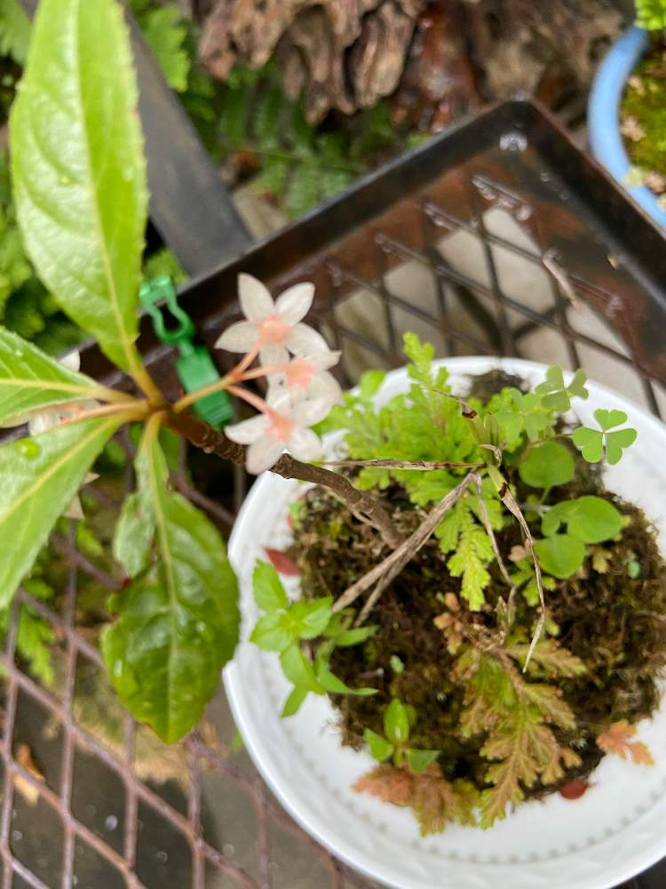 ヤブコウジの投稿画像 By ちょこさん 梅雨の花と梅雨と庭の植物と苔盆栽 と小さい花とかわいい花とヤブコウジ 花 21月6月11日 Greensnap グリーンスナップ