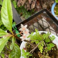 ヤブコウジ 十両 の育て方 植え替えや剪定時期は 花や実をつける方法は Greensnap グリーンスナップ ヤブコウジ 十両 の育て方 植え替えや剪定時期は 花や実をつける方法は Greensnap グリーンスナップ