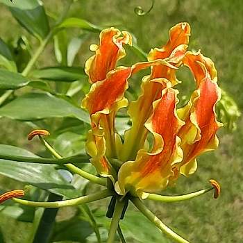 花びらが反り返って炎のような花形の投稿画像一覧 Greensnap グリーンスナップ