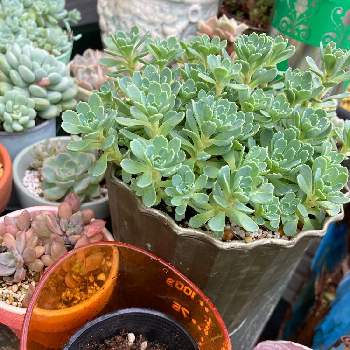 庭無しガーデニングの投稿画像一覧 Greensnap グリーンスナップ