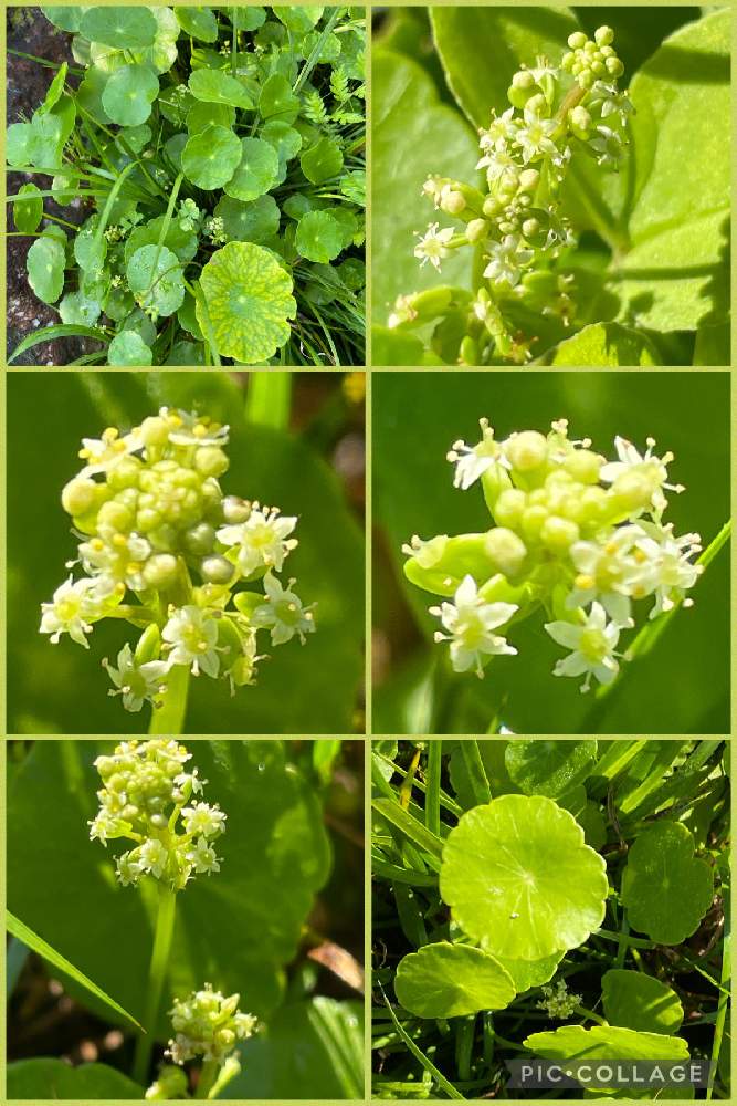 ウォーターマッシュルームの投稿画像 By Kakirikeaさん ウォーターマッシュルームの花とお花は癒しと花が好き と 携帯撮影 とお花は癒しと花が好き と 携帯撮影 21月6月11日 Greensnap グリーンスナップ Greensnap グリーンスナップ ウォーターマッシュルームの投稿画像 By Kakirikeaさん ウォーターマッシュルームの花とお花は癒しと花が好き と 携帯撮影 とお花は癒しと花が好き と 携帯撮影 21月6月11日 Greensnap グリーンスナップ Greensnap グリーンスナップ