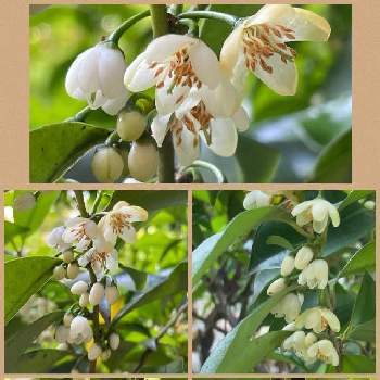 サカキの花の投稿画像一覧 Greensnap グリーンスナップ