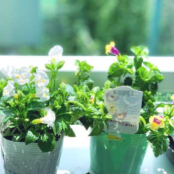 トレニア垂れ下がるタイプの投稿画像一覧 Greensnap グリーンスナップ