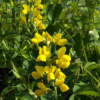 センダイハギの投稿画像一覧 Greensnap グリーンスナップ