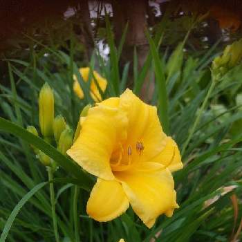 へメロカリスの画像 by しもちゃんさん | 広い庭とへメロカリスと胸キュンと癒やしとおうち園芸と花のあらしと黄色の花と梅雨入り前と花が好きと一日だけの花