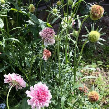 スカビオサ スクープの画像 by けにしさん | 小さな庭とスカビオサ スクープと開花と花のある暮らしと植中毒とおうち園芸