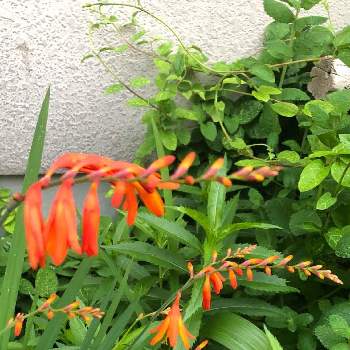 蜜な庭♥︎の画像 by カンパニュラさん | 小さな庭とヒメヒオウギズイセンと増え過ぎて困っちゃうとか言いたい(笑)♡と花と緑のある暮らしとオレンジ色の花と蜜な庭♥︎とせまい庭とクロコスミア♡とモントブレチア♡とありすぎの花