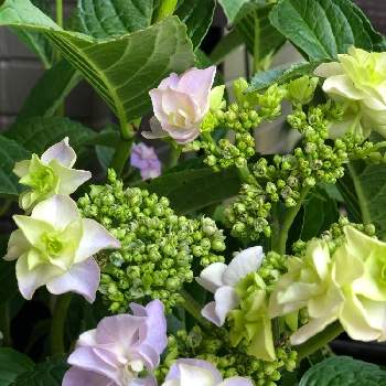 紫陽花 コサージュの投稿画像一覧 Greensnap グリーンスナップ