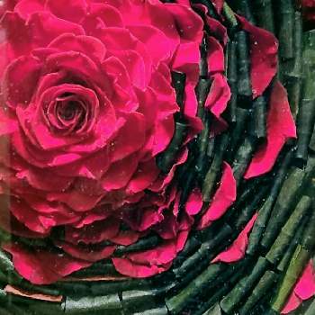 薔薇,ドライフラワー,ブリザードフラワー✩,ボトルフラワー,青い薔薇が好きの画像