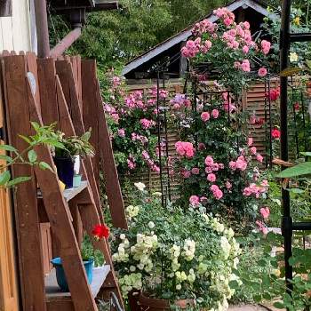 レオナルドダヴィンチの画像 by つゆみさん | ゼラニウムとグリーンアイスとレオナルドダヴィンチとクンバヤとありがとうと薔薇暮らしと癒されてと鉢植えと私の庭と花のある暮らしと地植えとばらに魅せられて