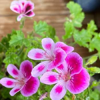 ペラルゴニウム エンジェルアイズ の投稿画像一覧 Greensnap グリーンスナップ