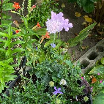 スカビオサ ピンクレースの投稿画像一覧 Greensnap グリーンスナップ