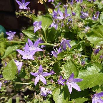 ホシキキョウの投稿画像一覧 Greensnap グリーンスナップ