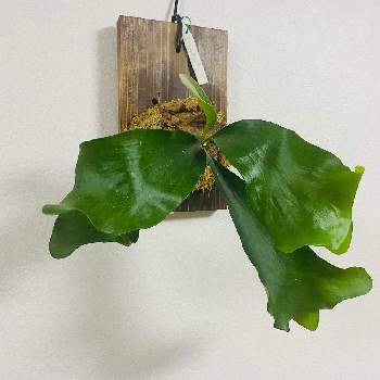 ビカクシダ ヒリーの投稿画像一覧 Greensnap グリーンスナップ