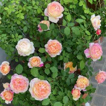 バラ クロードモネの投稿画像一覧 Greensnap グリーンスナップ