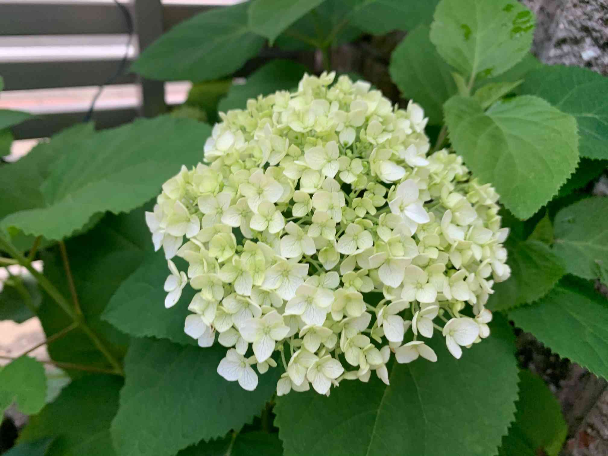 紫陽花アナベル挿し木苗⑩