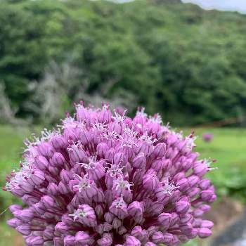 ニンニクの花の投稿画像一覧 Greensnap グリーンスナップ