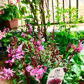 ガウラ の投稿画像一覧 Greensnap グリーンスナップ