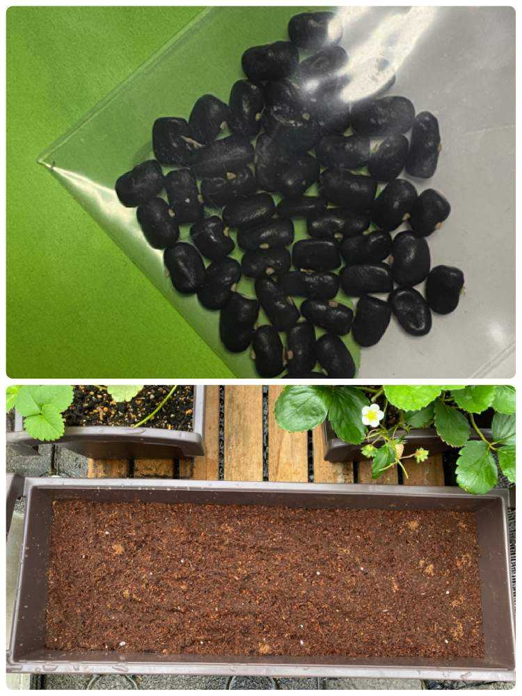 バタフライピー Greensnap グリーンスナップ