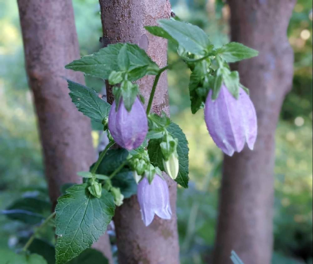 ホタルブクロの投稿画像 By 秋草さん ピンクの花とスマホ撮影と金曜日の蕾たちと我が庭の野草たちと広い庭とホタルブクロ とピンクの花 とスマホ撮影と金曜日の蕾たちと我が庭の野草たちとホタルブクロ 21月6月11日 Greensnap グリーンスナップ Greensnap ホタルブクロの投稿画像 By 秋草さん ピンクの花とスマホ撮影と金曜日の蕾たちと我が庭の野草たちと広い庭とホタルブクロ とピンクの花 とスマホ撮影と金曜日の蕾たちと我が庭の野草たちとホタルブクロ 21月6月11日 Greensnap グリーンスナップ Greensnap