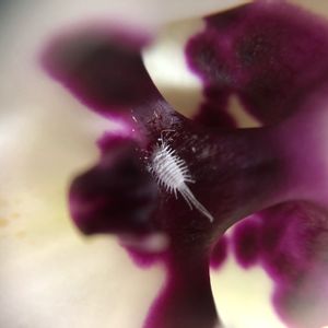 コナカイガラムシ.,orchid,植中毒,オーキッド,蘭が好きの画像
