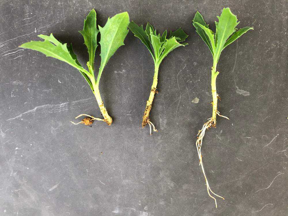 オステオスペルマムの挿し木 Greensnap グリーンスナップ