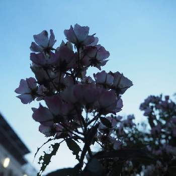 薔薇 バレリーナの画像 by あっこちゃんさん | 広い庭と薔薇 バレリーナとばら バラ 薔薇