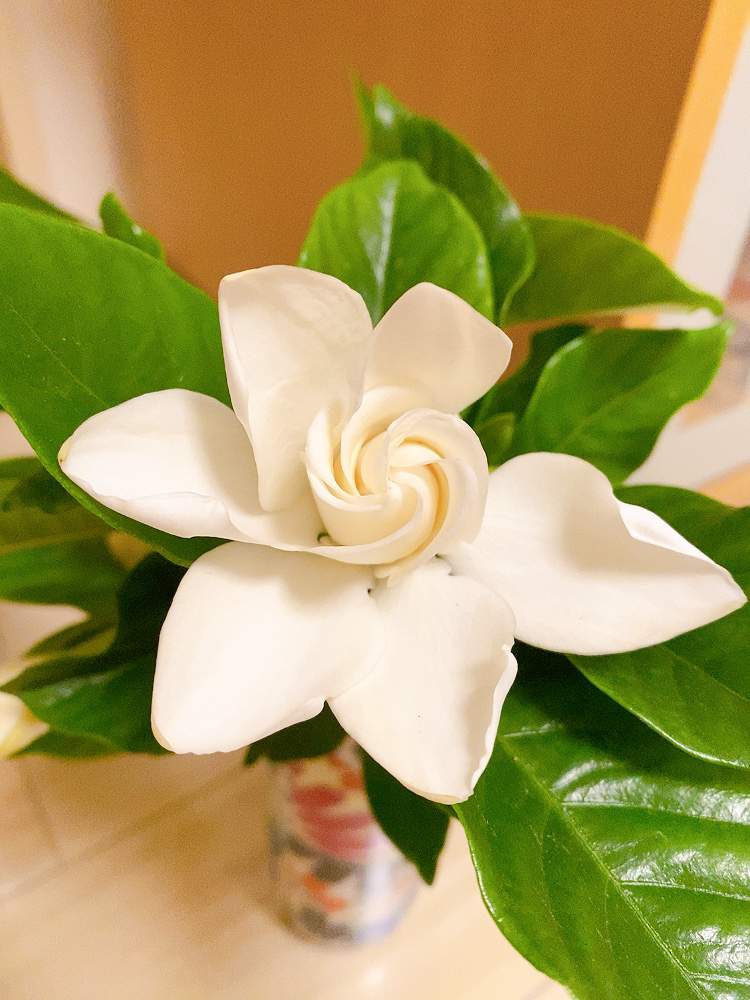 白い花の投稿画像 By Hiroさん クチナシの花 とクチナシと部屋と白い花とクチナシの花 21月6月11日 Greensnap グリーンスナップ Greensnap グリーンスナップ