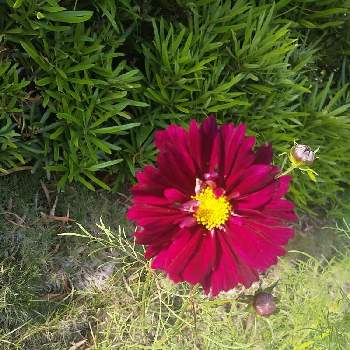 コスモス ダブルクリックの投稿画像一覧 Greensnap グリーンスナップ