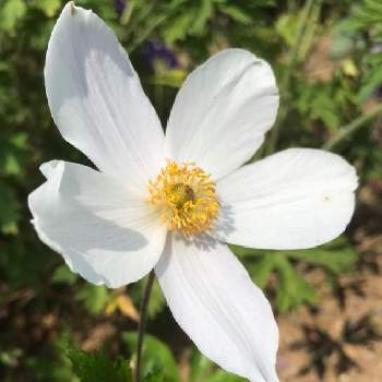 アネモネ ワイルドスワンの投稿画像一覧 Greensnap グリーンスナップ