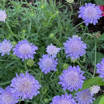 揺れる花の画像 by ブルーネストさん | 小さな庭とスカビオサと紫色の花とおうち園芸と揺れる花とスカビオサ♡と薔薇と相性よし