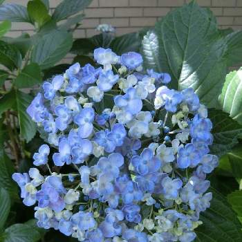 @青い花の画像 by Kevinさん | お出かけ先とウズアジサイ（オタフクアジサイ）と素敵❗と癒しと@青い花と紫色の花とGS映えと青い花と@アジサイと今日の一枚とお花大好き✨と可愛いと花のある暮らしとかわいいと青い花マニアと美しく青きドヨウ