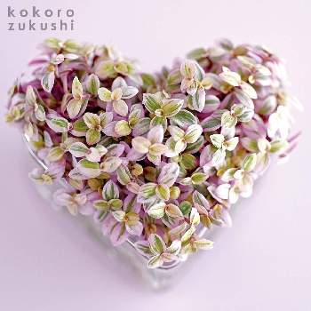 お花のカレンダーの投稿画像一覧 Greensnap グリーンスナップ