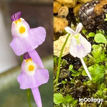 ウサギゴケの投稿画像一覧 Greensnap グリーンスナップ