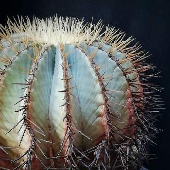 王冠竜の投稿画像一覧 Greensnap グリーンスナップ