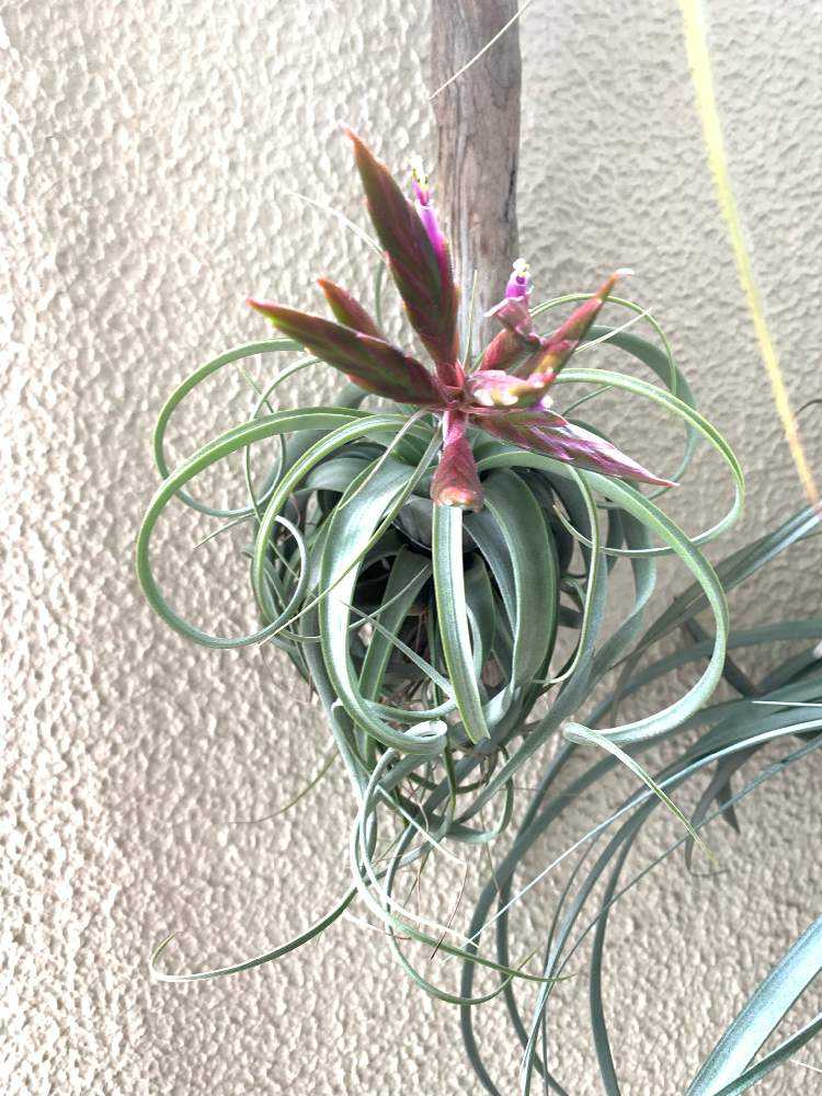 チランジア 開花集｜🍀GreenSnap（グリーンスナップ）