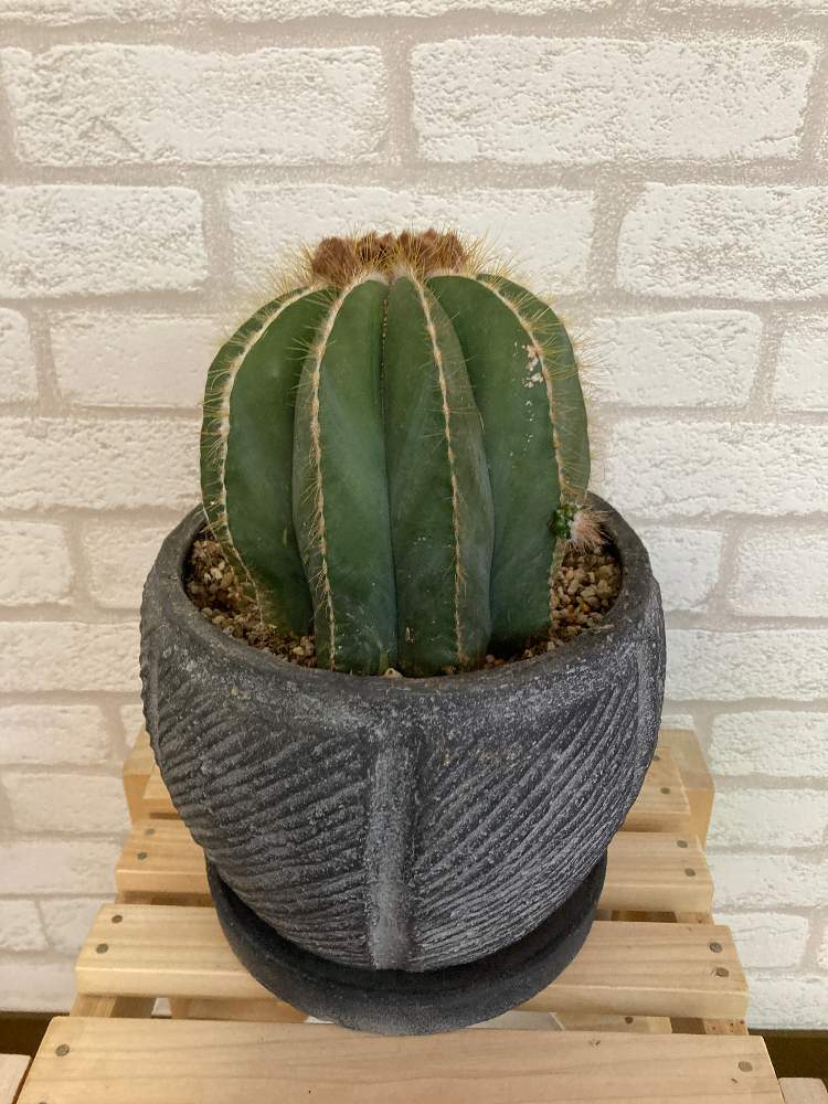 栄冠丸の投稿画像 By さきよっとさん 部屋と サボテンと新人紹介と サボテンと新人紹介 21月6月12日 Greensnap グリーンスナップ Greensnap グリーンスナップ