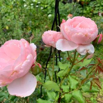 庭の薔薇の画像 by anne♪さん | 広い庭とナエマとコロンとした花と清楚と可愛い♥️と癒されると庭の薔薇とピンク色の花といい香りと四季咲バラと中輪種と優しいと＃バラ