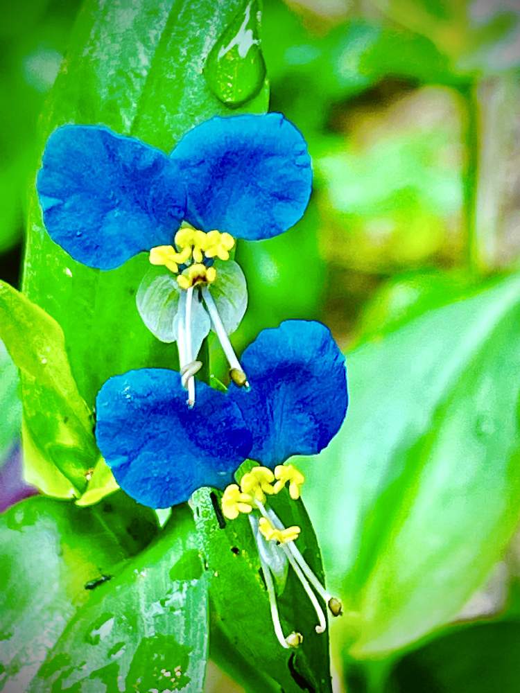 植物のある暮らしの投稿画像 By ｃｈｉｅ さん 庭の花 と山野草と祈りを込めてとありがとう医療従事者の方々と癒されるとツユクサ科と頑張れ 在来種とお目覚めと花のある暮らしと一年草と葉っぱlove と半日花 と一日花と露草色 21月6月12日 Greensnap