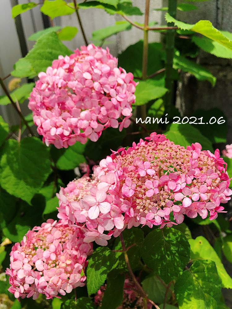アナベルの投稿画像 By Namiさん ピンクアナベルとピンクのアナベル 2とマイ コレクションとまた会えたねと強くたくましくと放置栽培とpwとずぼらガーデナーと植中毒と花のある暮らしとpwもりもり自慢21とやっぱり花 が好き とpw育てたと咲いた 21月6月12日