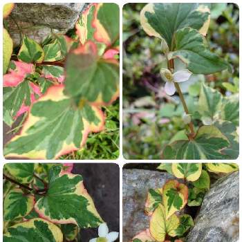 五色ドクダミの投稿画像一覧 Greensnap グリーンスナップ