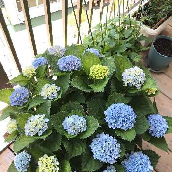 ハイドランジア マジカルシリーズの投稿画像一覧 Greensnap グリーンスナップ ハイドランジア マジカルシリーズの投稿画像一覧 Greensnap グリーンスナップ