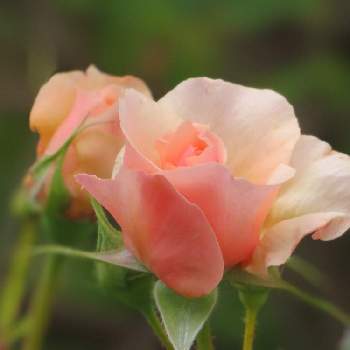 チャリティローズ キズナの画像 by つーさん | 広い庭とチャリティローズ キズナとネコ好きと花のある暮らしとロザリアンとばら バラ 薔薇